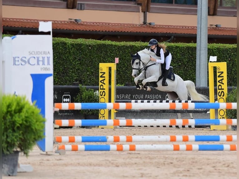 Meer ponys/kleine paarden Merrie 14 Jaar 148 cm Schimmel in Montalbano