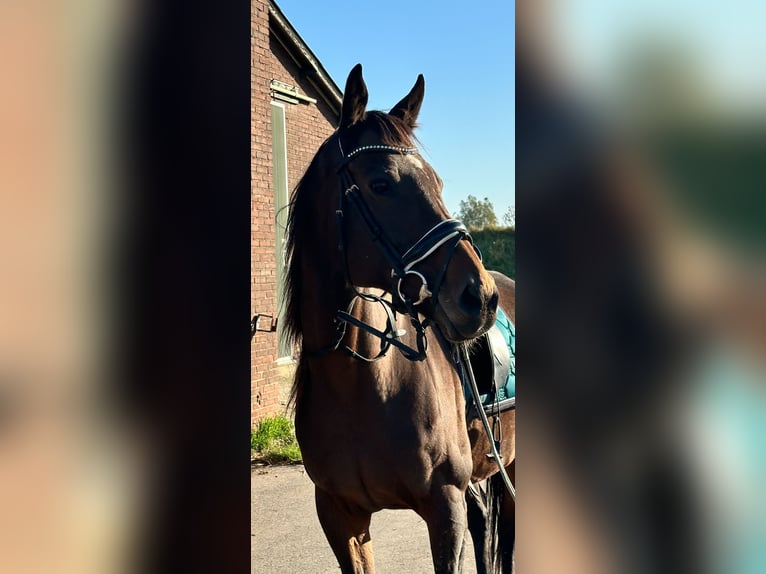 Meer ponys/kleine paarden Merrie 14 Jaar 165 cm Bruin in Beek