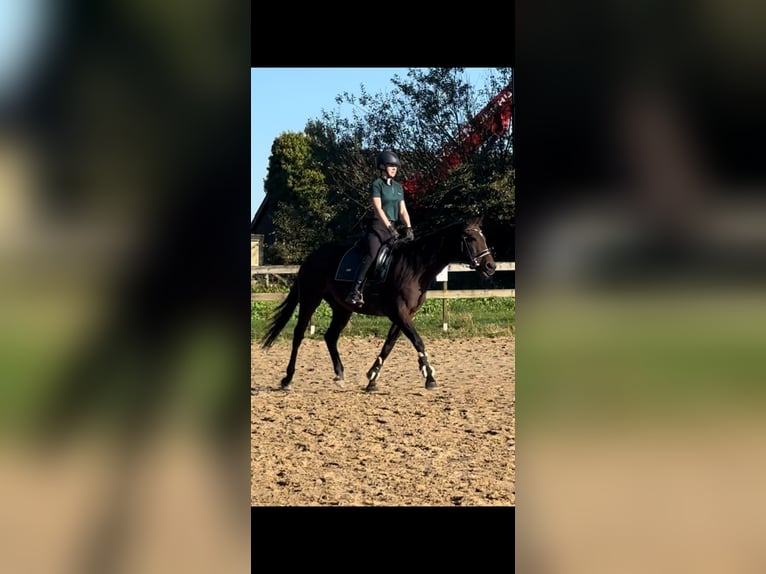 Meer ponys/kleine paarden Merrie 14 Jaar 165 cm Bruin in Beek