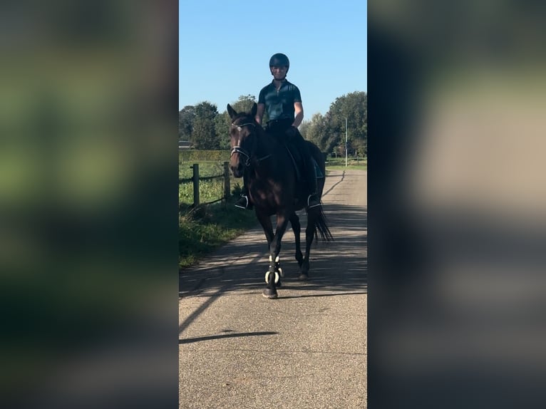 Meer ponys/kleine paarden Merrie 14 Jaar 165 cm Bruin in Beek