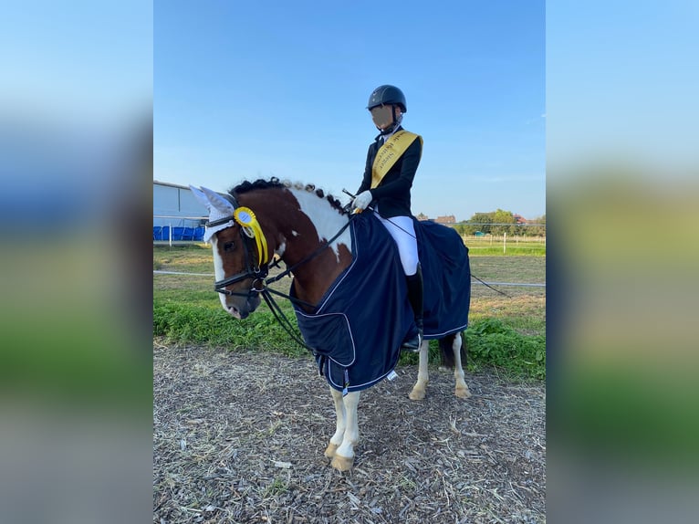 Meer ponys/kleine paarden Merrie 15 Jaar 137 cm Gevlekt-paard in Kaarst