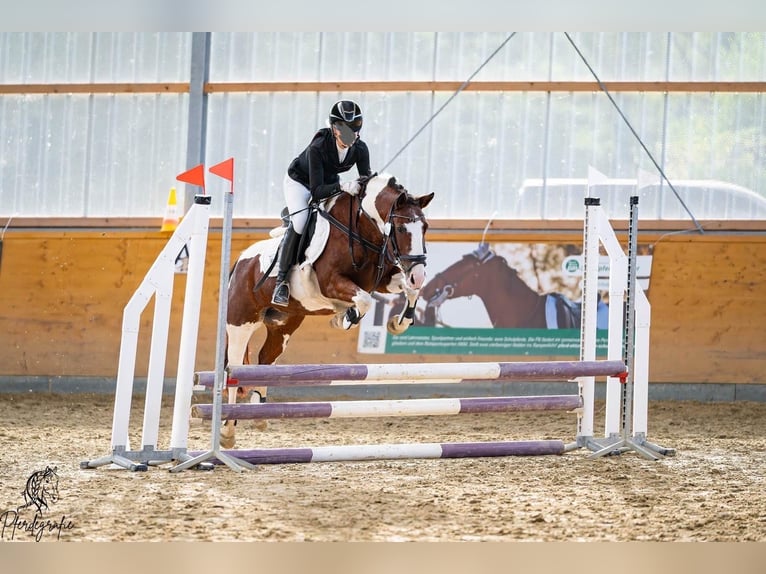 Meer ponys/kleine paarden Merrie 15 Jaar 137 cm Gevlekt-paard in Kaarst