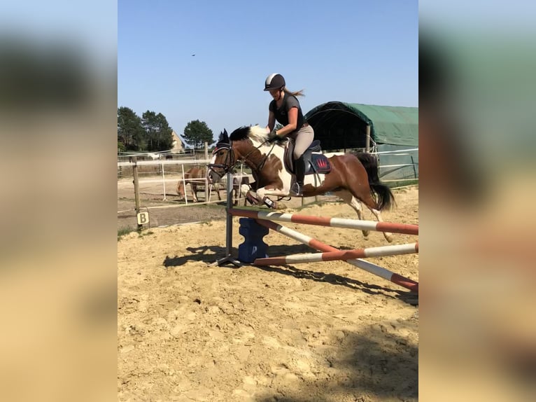 Meer ponys/kleine paarden Merrie 15 Jaar 137 cm Gevlekt-paard in Kaarst