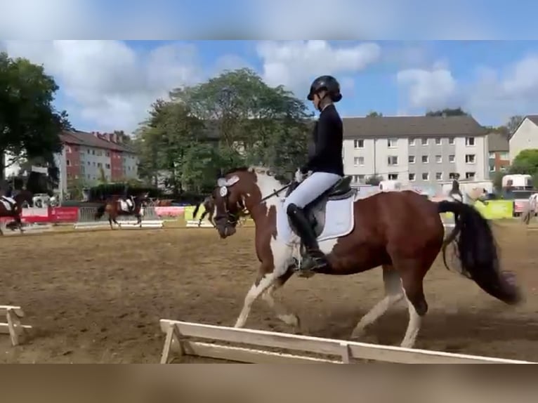 Meer ponys/kleine paarden Merrie 15 Jaar 137 cm Gevlekt-paard in Kaarst