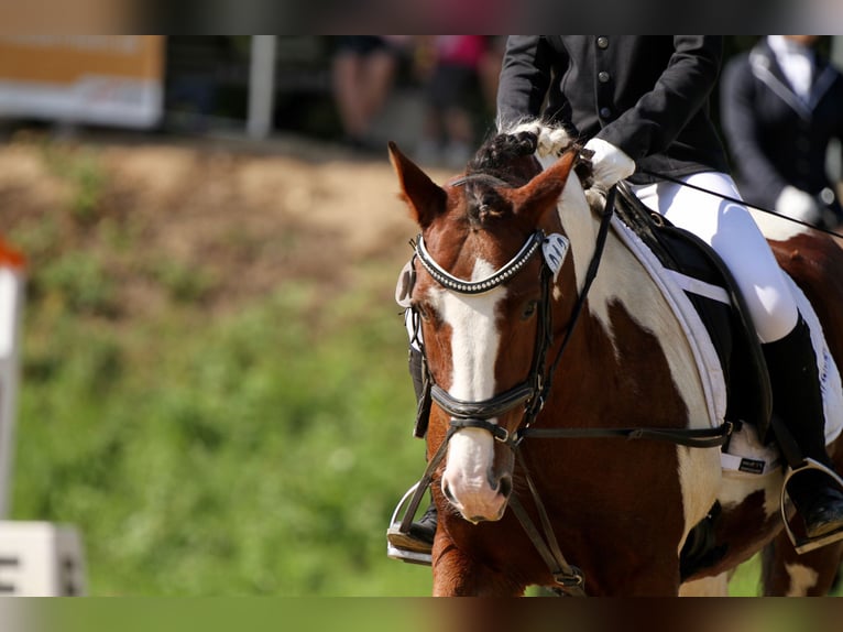 Meer ponys/kleine paarden Merrie 15 Jaar 137 cm Gevlekt-paard in Kaarst