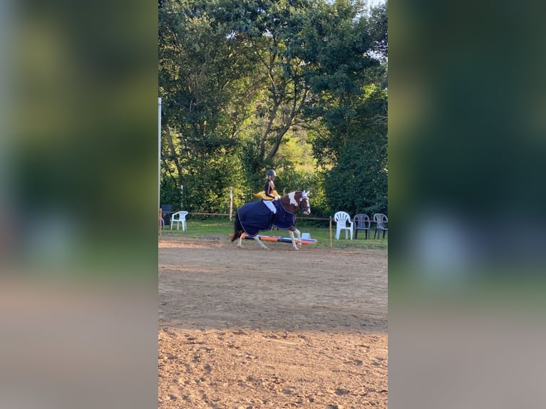 Meer ponys/kleine paarden Merrie 15 Jaar 137 cm Gevlekt-paard in Kaarst