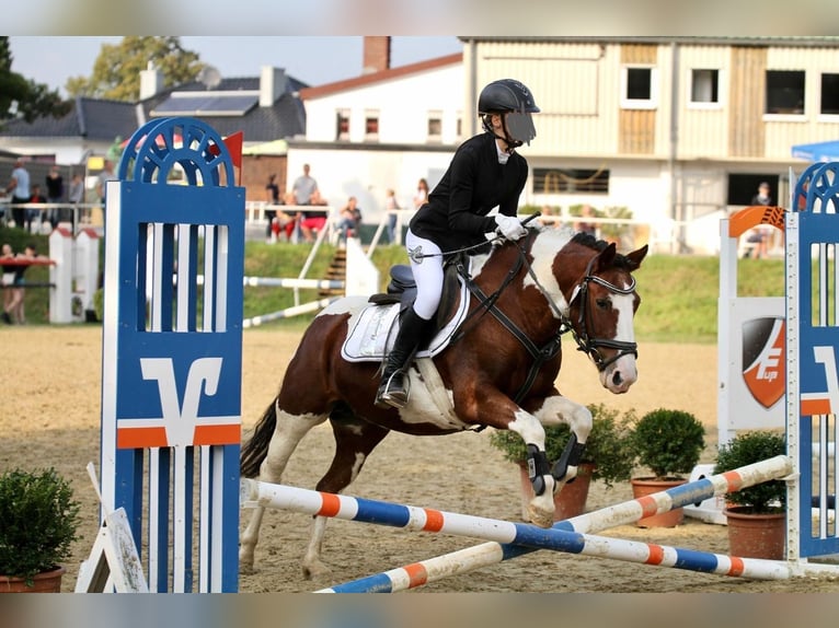 Meer ponys/kleine paarden Merrie 15 Jaar 137 cm Gevlekt-paard in Kaarst