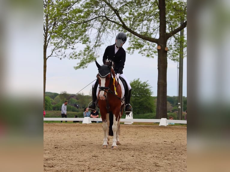 Meer ponys/kleine paarden Merrie 15 Jaar 137 cm Gevlekt-paard in Kaarst