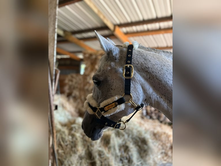 Meer ponys/kleine paarden Merrie 15 Jaar 146 cm Schimmel in Stolberg (Rheinland)