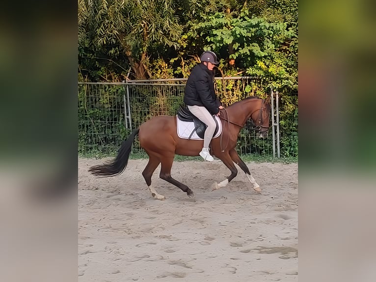 Meer ponys/kleine paarden Merrie 15 Jaar 148 cm Bruin in Lage