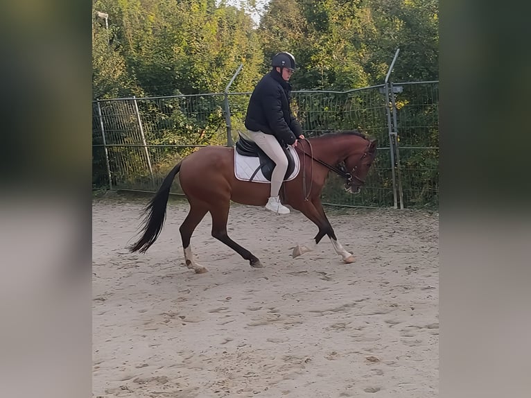 Meer ponys/kleine paarden Merrie 15 Jaar 148 cm Bruin in Lage