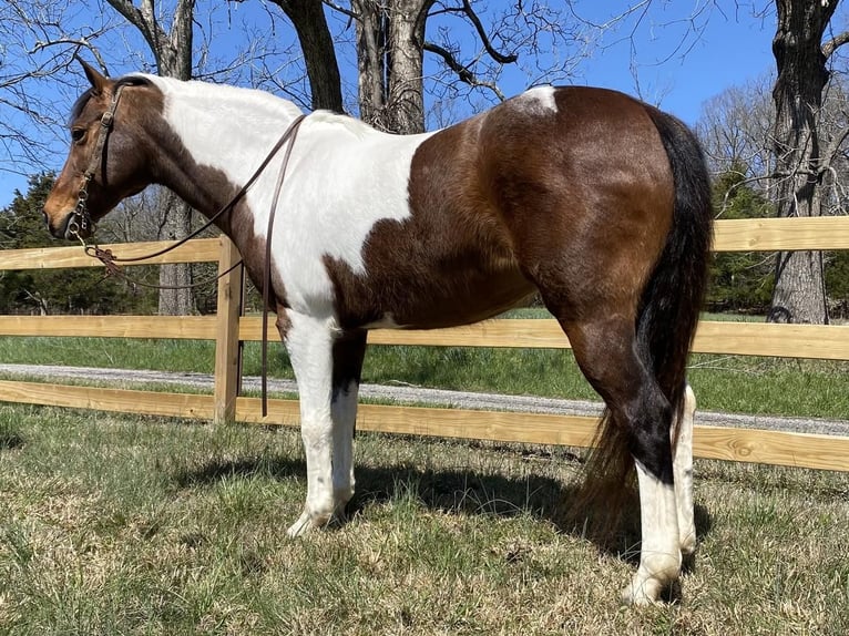 Meer ponys/kleine paarden Merrie 16 Jaar 135 cm in Princeton, KY