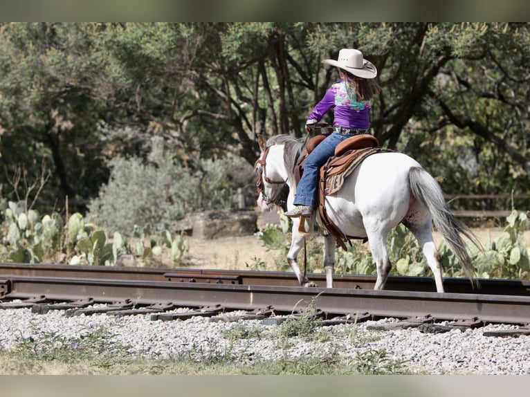 Meer ponys/kleine paarden Merrie 16 Jaar in Joshua, TX