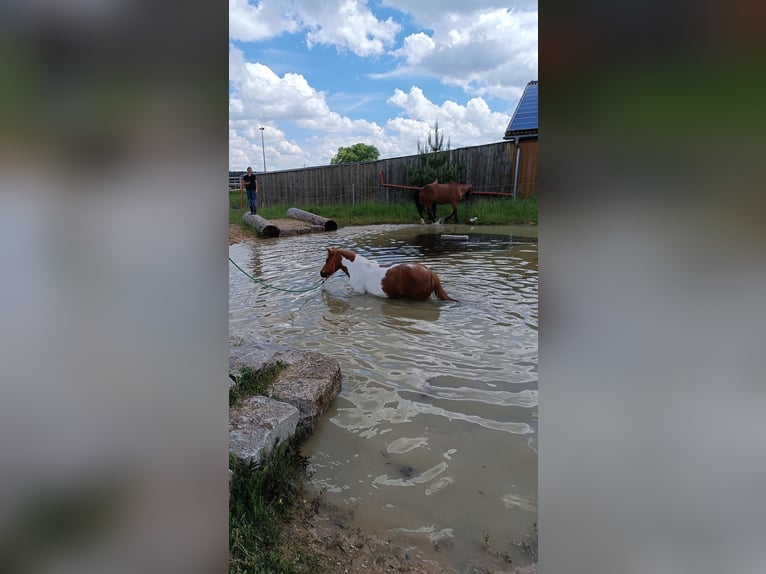 Meer ponys/kleine paarden Merrie 17 Jaar 124 cm Gevlekt-paard in Weigenheim