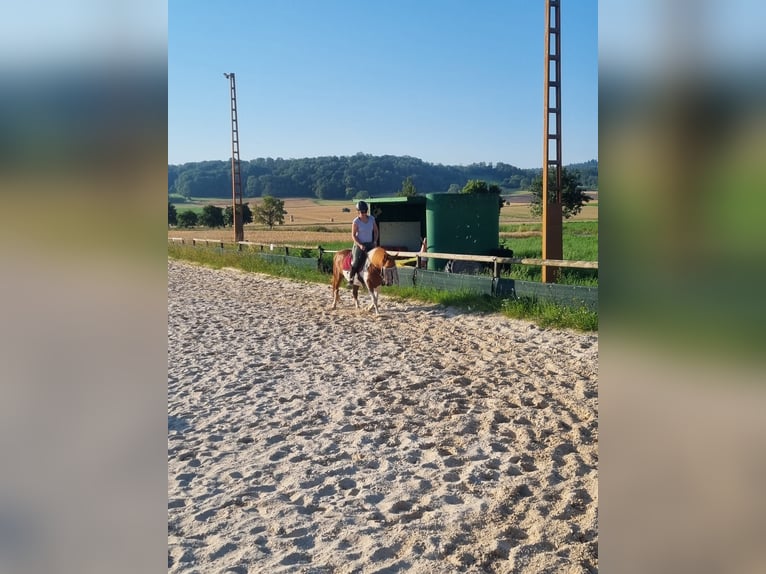 Meer ponys/kleine paarden Merrie 17 Jaar 124 cm Gevlekt-paard in Weigenheim