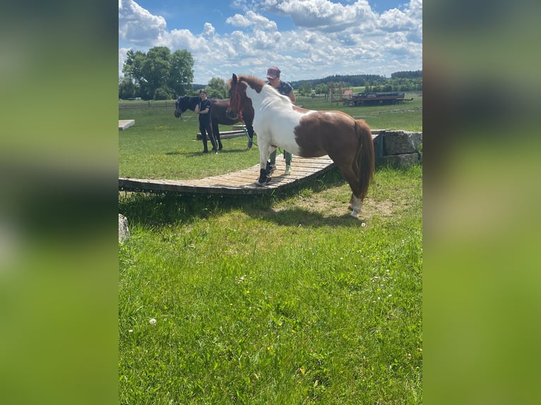 Meer ponys/kleine paarden Merrie 17 Jaar 124 cm Gevlekt-paard in Weigenheim