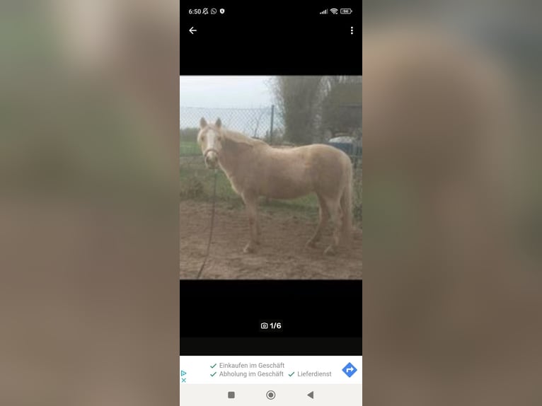 Meer ponys/kleine paarden Merrie 17 Jaar 146 cm Palomino in Niederkassel