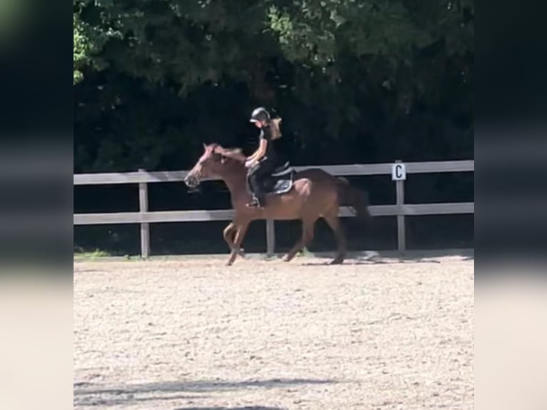 Meer ponys/kleine paarden Merrie 17 Jaar 148 cm Donkere-vos in Borod