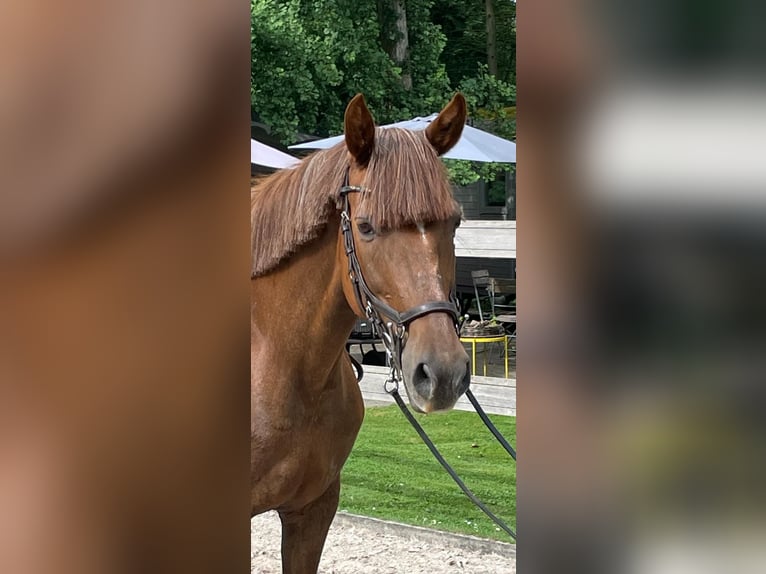 Meer ponys/kleine paarden Merrie 17 Jaar 148 cm Donkere-vos in Borod