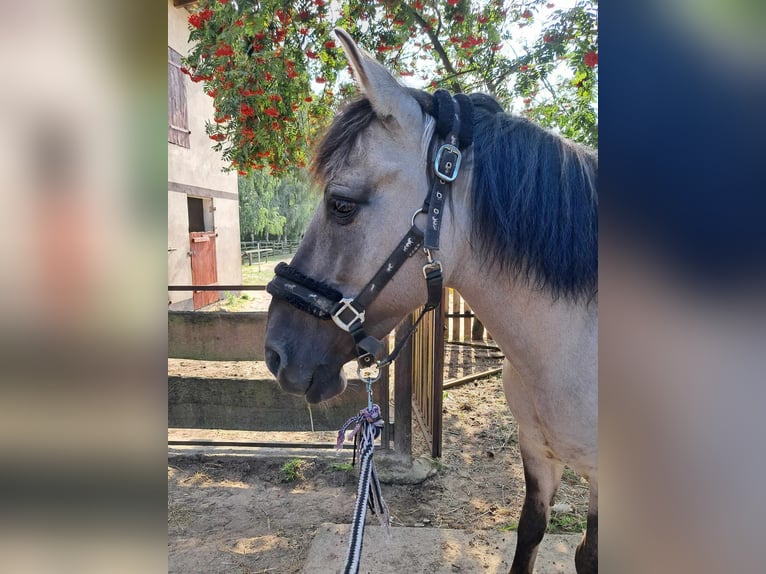 Meer ponys/kleine paarden Merrie 18 Jaar 141 cm in Konin