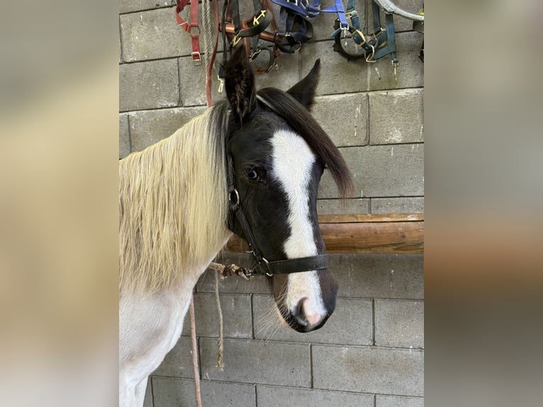 Meer ponys/kleine paarden Mix Merrie 1 Jaar 135 cm Gevlekt-paard in Daleiden