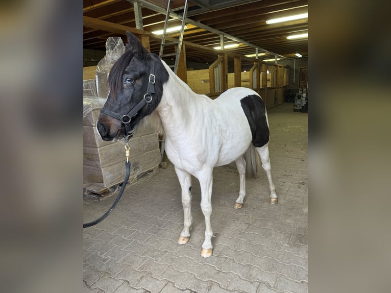 Meer ponys/kleine paarden Mix Merrie 1 Jaar 135 cm Gevlekt-paard in Daleiden