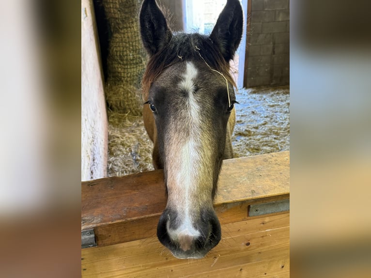 Meer ponys/kleine paarden Mix Merrie 1 Jaar 147 cm Buckskin in Daleiden