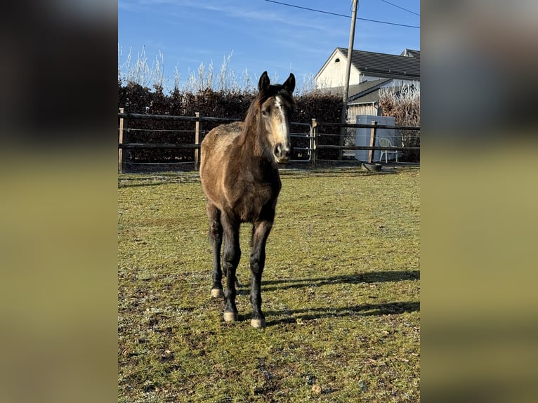 Meer ponys/kleine paarden Mix Merrie 1 Jaar 147 cm Buckskin in Daleiden