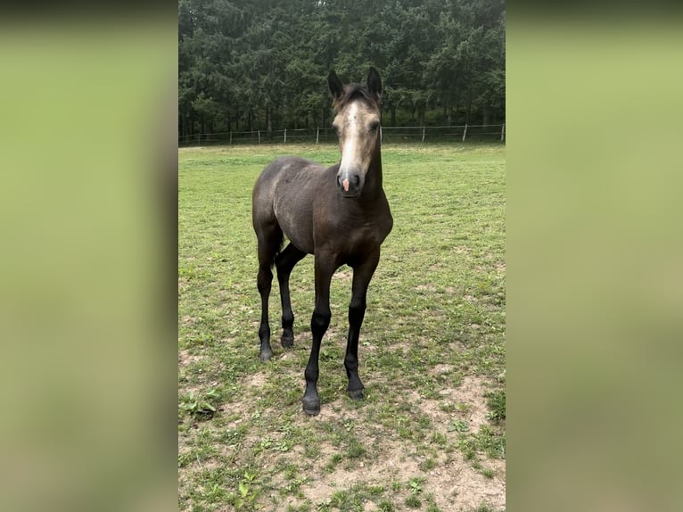 Meer ponys/kleine paarden Mix Merrie 1 Jaar 147 cm Buckskin in Daleiden