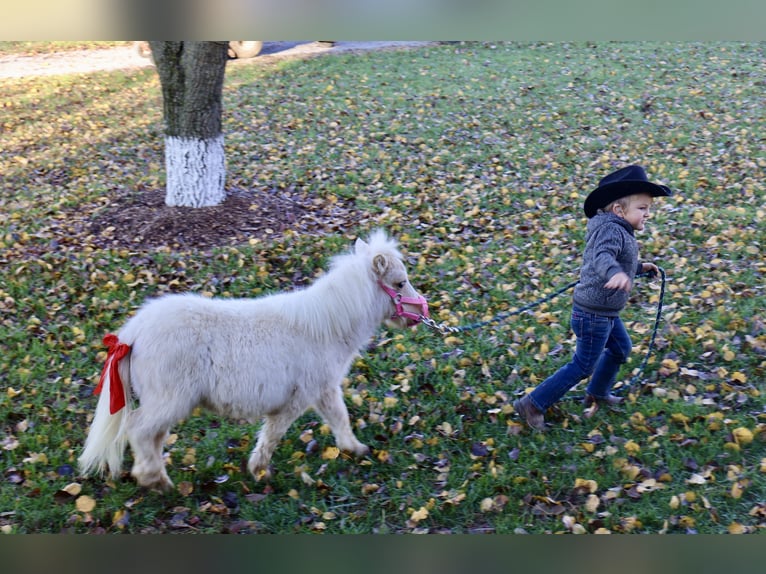 Meer ponys/kleine paarden Merrie 1 Jaar Palomino in Auburn, KY