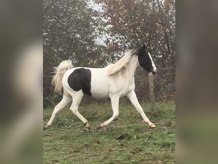 Meer ponys/kleine paarden Merrie 2 Jaar 135 cm Gevlekt-paard in Daleiden