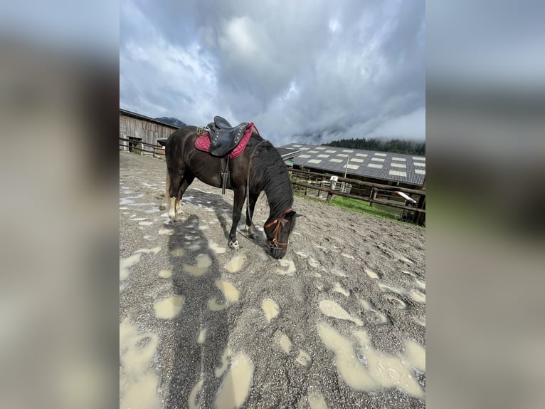 Meer ponys/kleine paarden Merrie 3 Jaar 148 cm Zwart in Scheffau am Wilden Kaiser