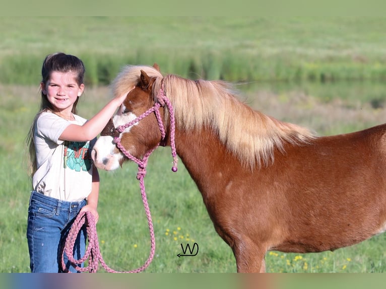 Meer ponys/kleine paarden Merrie 3 Jaar 97 cm Roodvos in Carthage, TX
