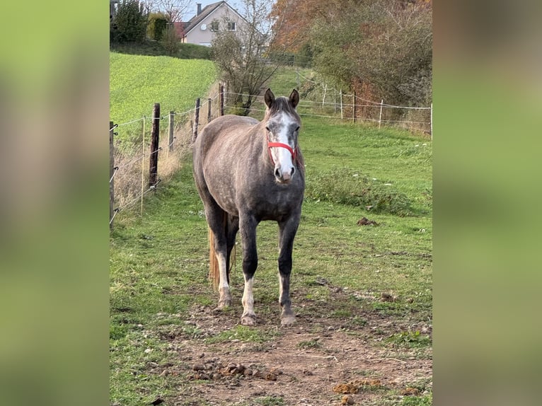 Meer ponys/kleine paarden Merrie 3 Jaar Schimmel in Daleiden