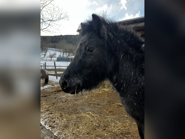 Meer ponys/kleine paarden Mix Merrie 4 Jaar 110 cm Appaloosa in Oberwölz