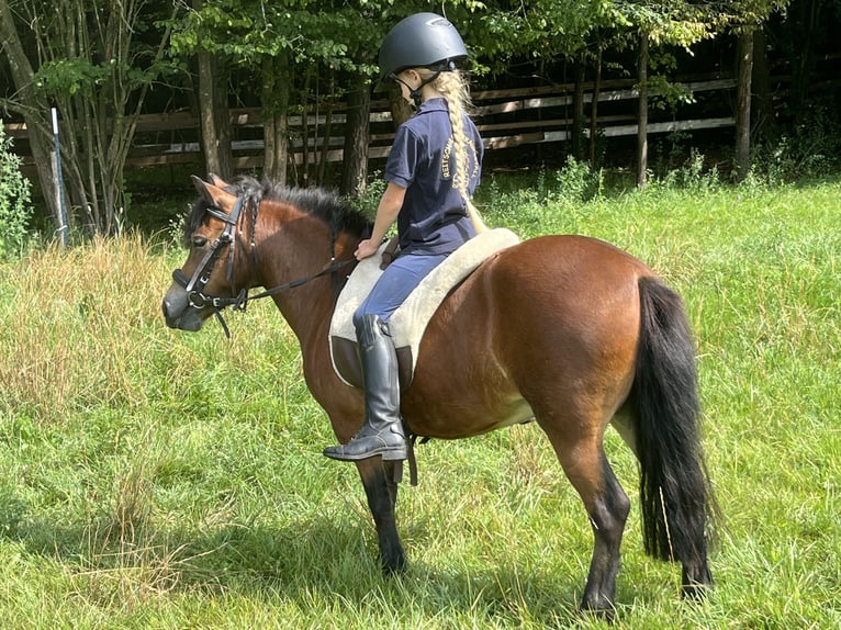 Meer ponys/kleine paarden Merrie 4 Jaar 110 cm Bruin in Ursensollen