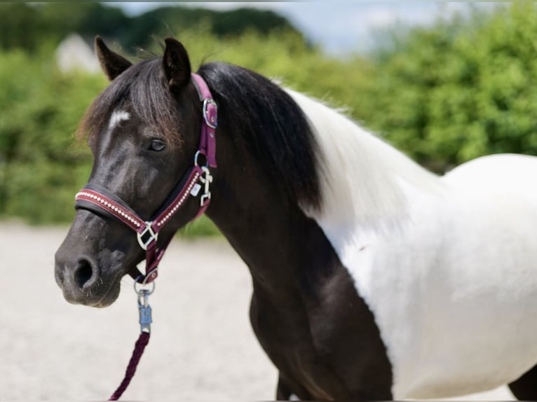 Meer ponys/kleine paarden Merrie 4 Jaar 125 cm Gevlekt-paard in Neustadt (Wied)