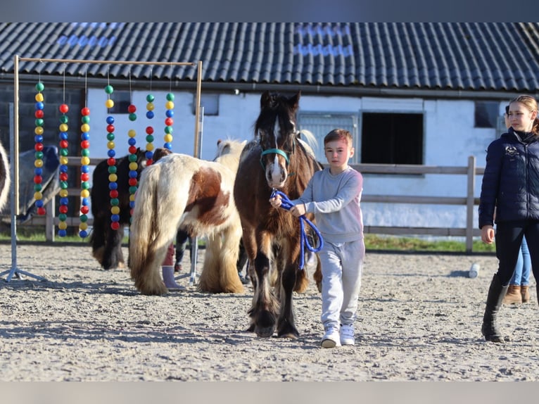 Meer ponys/kleine paarden Merrie 4 Jaar 130 cm Overo-alle-kleuren in Bogaarden