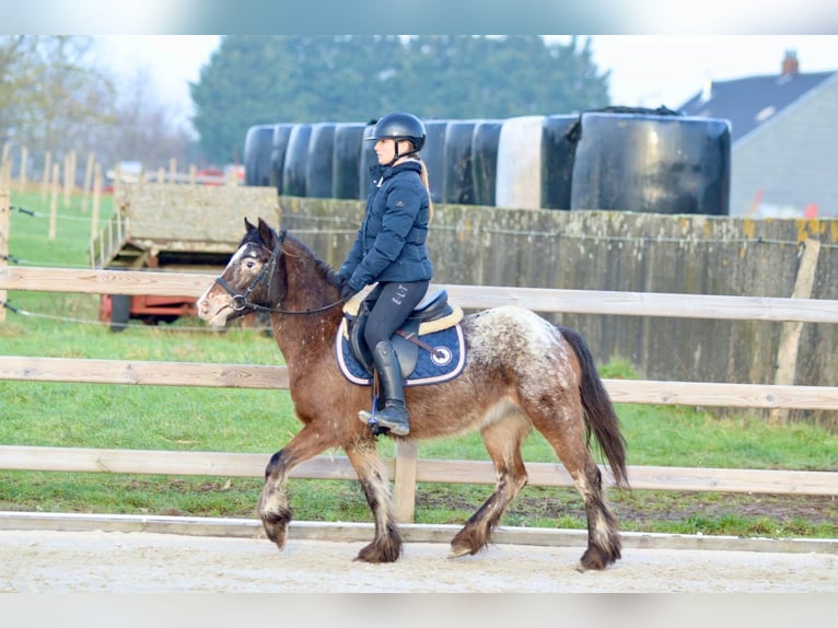 Meer ponys/kleine paarden Merrie 4 Jaar 130 cm Overo-alle-kleuren in Bogaarden