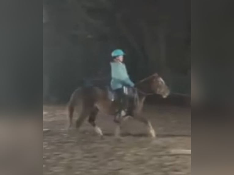 Meer ponys/kleine paarden Merrie 4 Jaar 135 cm Donkere-vos in Hamburg Lemsahl-Mellingstedt