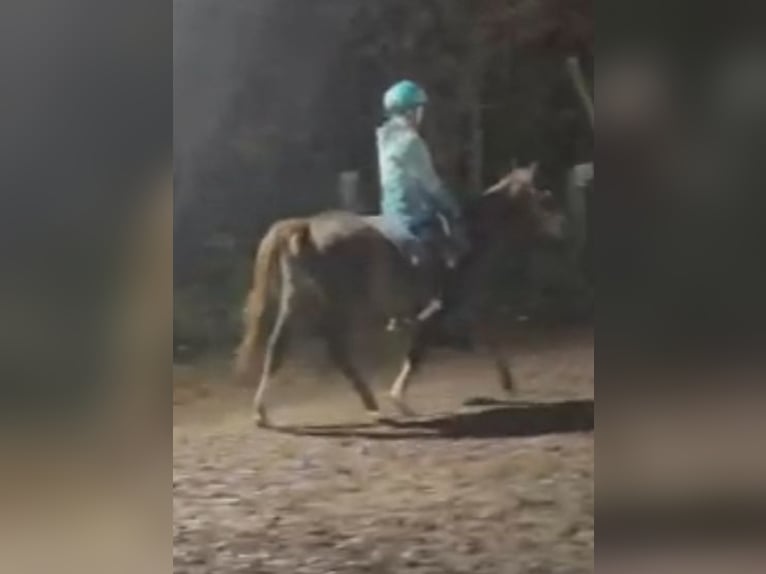 Meer ponys/kleine paarden Merrie 4 Jaar 135 cm Donkere-vos in Hamburg Lemsahl-Mellingstedt