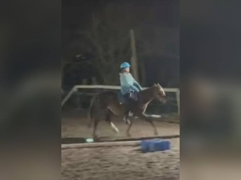 Meer ponys/kleine paarden Merrie 4 Jaar 135 cm Donkere-vos in Hamburg Lemsahl-Mellingstedt