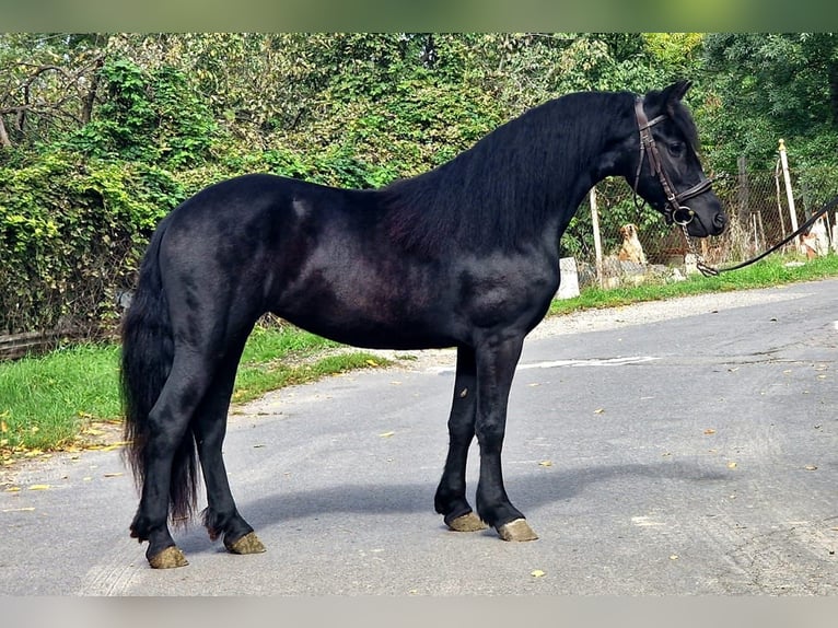 Meer ponys/kleine paarden Merrie 4 Jaar 140 cm Zwart in Deggendorf