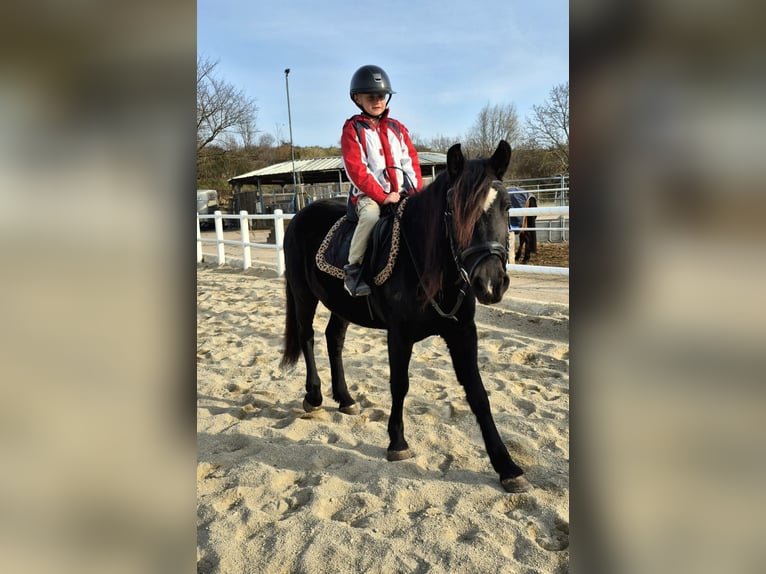 Meer ponys/kleine paarden Merrie 4 Jaar 142 cm Zwart in Strass im strassertal