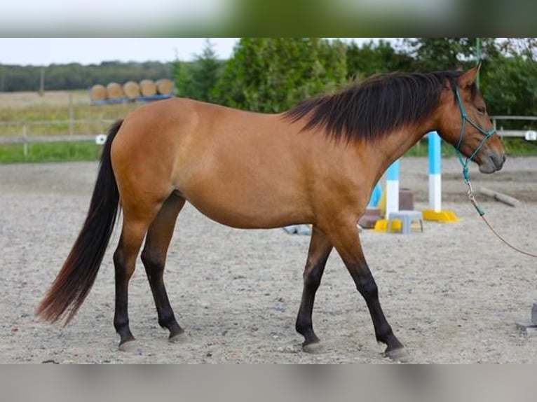 Meer ponys/kleine paarden Merrie 4 Jaar 145 cm Bruin in Rajka