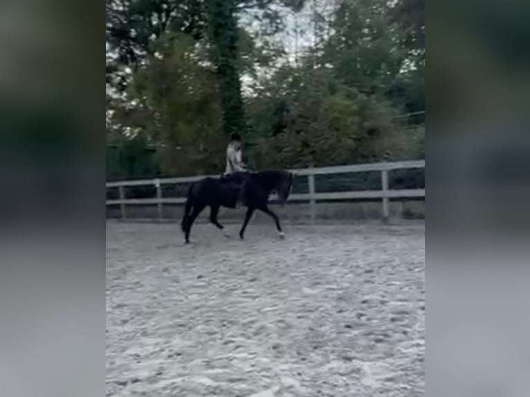 Meer ponys/kleine paarden Merrie 4 Jaar 148 cm Zwart in Borod