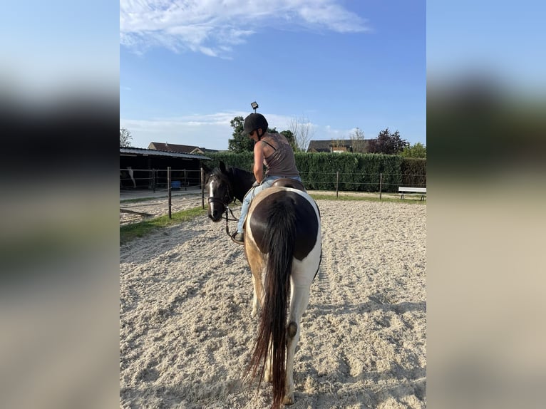 Meer ponys/kleine paarden Mix Merrie 4 Jaar 155 cm Tobiano-alle-kleuren in Aarschot