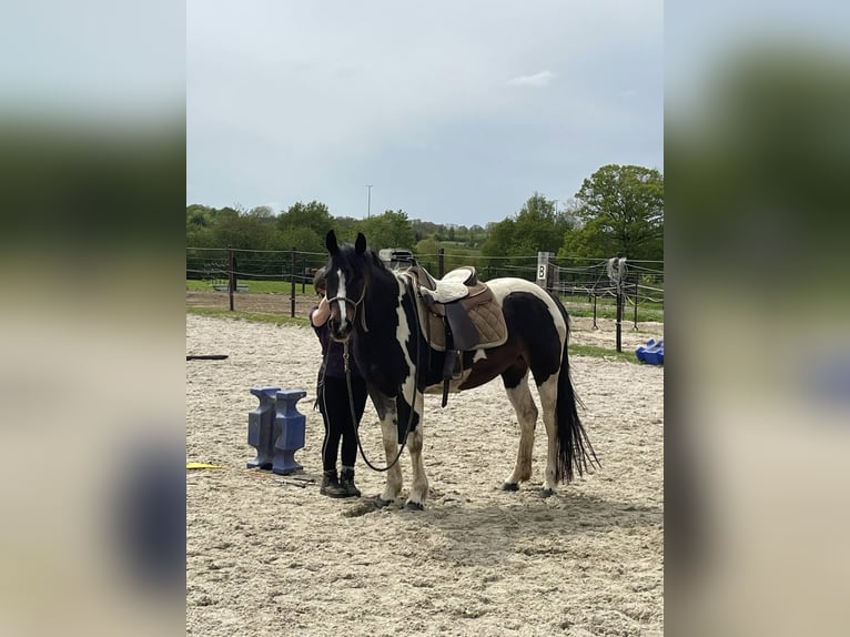 Meer ponys/kleine paarden Mix Merrie 4 Jaar 155 cm Tobiano-alle-kleuren in Aarschot