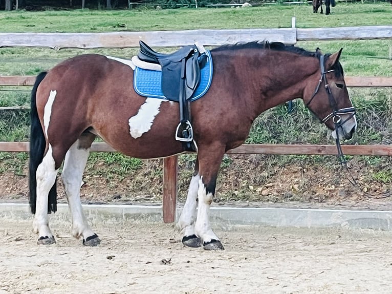 Meer ponys/kleine paarden Merrie 4 Jaar 157 cm Gevlekt-paard in Ursensollen