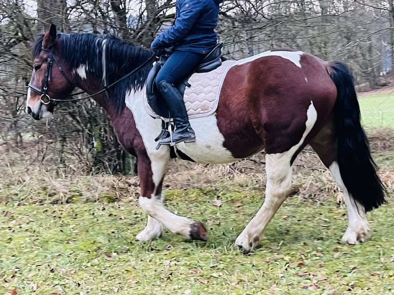 Meer ponys/kleine paarden Merrie 4 Jaar 157 cm Gevlekt-paard in Ursensollen